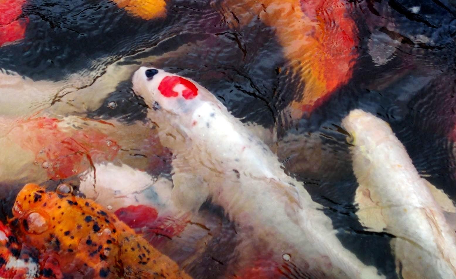 鯉党 23351bf642b9b01fe3872ef604089e