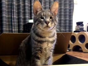 川べりに１匹でいた痩せた全盲の猫　保護されて、今ではのびのび幸せ家猫ライフ