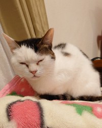 こっくり、こっくり…夢の中