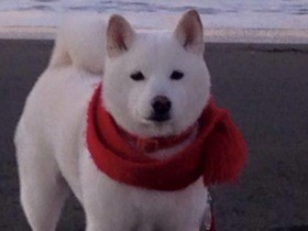 「寂しさよりありがとうの気持ち」　18年間一緒に過ごしてくれた愛犬に感謝