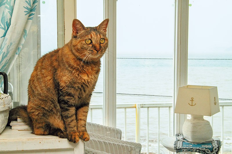 困った顔がご愛嬌のゆずちゃん