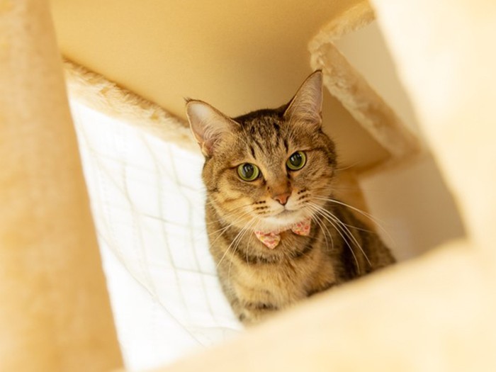 キリリとした表情の「イズ」