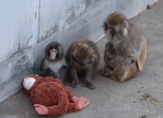 ぬいぐるみのそばで他のサルと交流するパンチくん／市川市動植物園（@ichikawa_zoo）提供