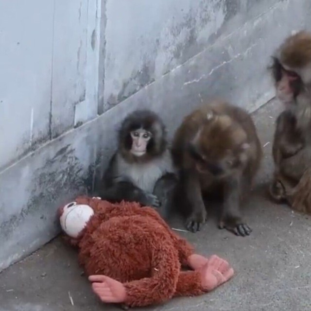 ぬいぐるみのそばで他のサルと交流するパンチくん／市川市動植物園（@ichikawa_zoo）提供
