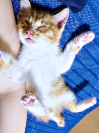 生後2カ月、へそ天になって眠る縁くん（画像提供：【かんざき屋】じゃきちゃんさん）