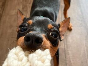 2021引っ張りっこ大好きで賞　ミニチュアピンシャー「ヴォルフ」