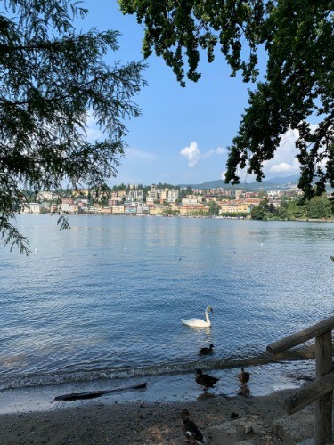 湖にはさまざまな水鳥たちが泳いでいました。人間との距離感をほどよく保ち共生しています