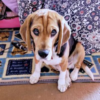 「お仕事行ってくるね」と声をかけられると、渋いお顔になるしんたろうくん（画像提供：ともぞうさん）