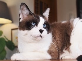多頭飼育崩壊で飢えていた猫　15歳で譲渡、「じい」の名返上