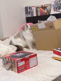 待望の「Switch 2」が到着！しかし愛猫の興味の的は…「猫ちゃんあるあるだ」（画像提供：レアさん）