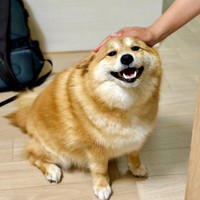 小さな弟の師匠になったコンソメくん（画像提供：ポメ柴コンソメ 3歳さん）