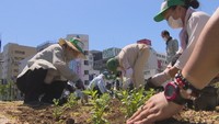 JR高松駅前にポーチュラカを植える市民ボランティアのメンバー