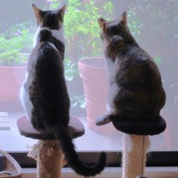 ふたり仲良くニャルソックする（左から）くうちゃん、先住猫・えっちゃん（画像提供：Ｙさん）