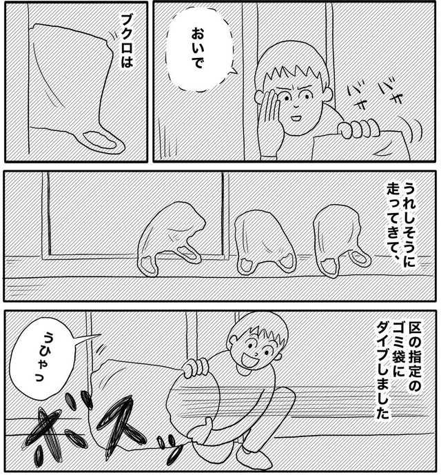 区の指定のゴミ袋にダイブするブクロ　（ヒロ・コトブキさんの提供）