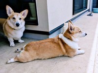 四つ足をピーンと伸ばして外を眺めるニコくんと、カメラを見つめる弟・ハルくん（画像提供：くぅこ@コーギーのいる暮らしさん）