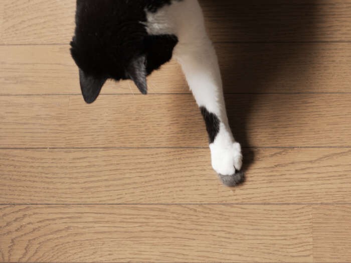 「王手！」（小林写函撮影）