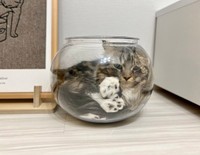 金魚の気持ちになってみた＝めるちょとまおまお（@meltube_cat）さん提供