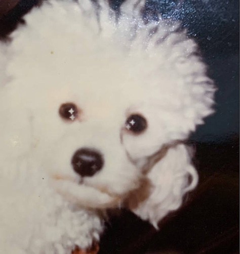 ろびくんの前に18年共に暮らした、江口さんの愛犬、トイプードルのムク（通称ムー）さん