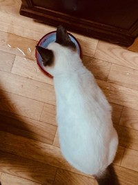 保護時のぽんちゃん、背中は真っ白だった（マミ太郎さん提供）