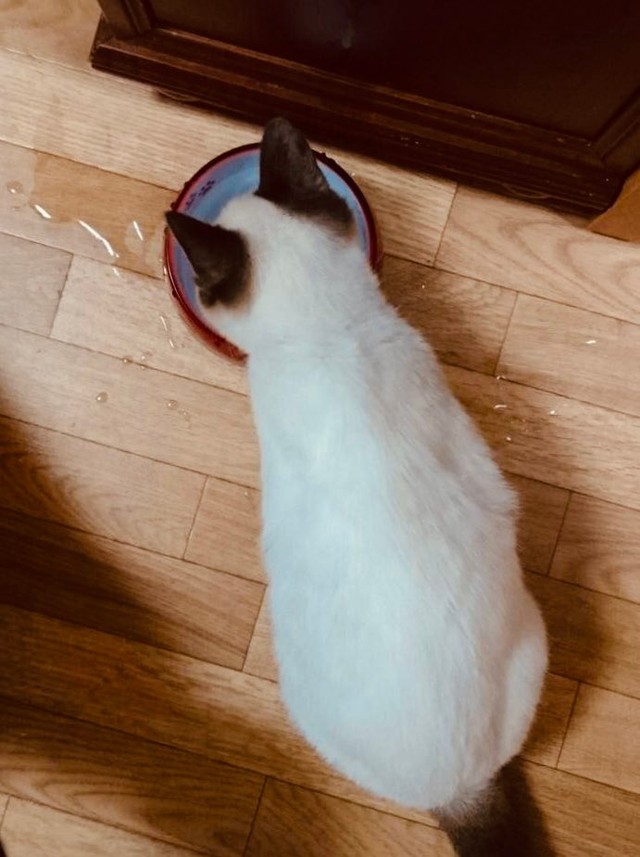 保護時のぽんちゃん、背中は真っ白だった（マミ太郎さん提供）