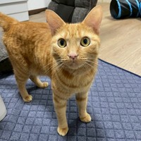 元気いっぱい！ にぎやかな日々を過ごすむぎくん（画像提供：むぎと人間さん）