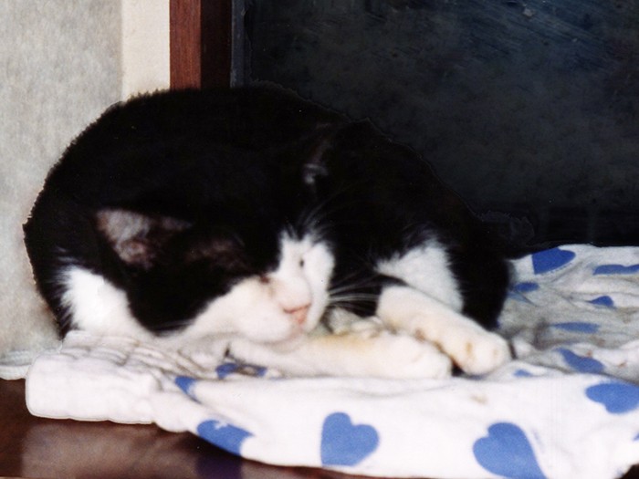 ピノは猫たちとは、とても仲がよかった