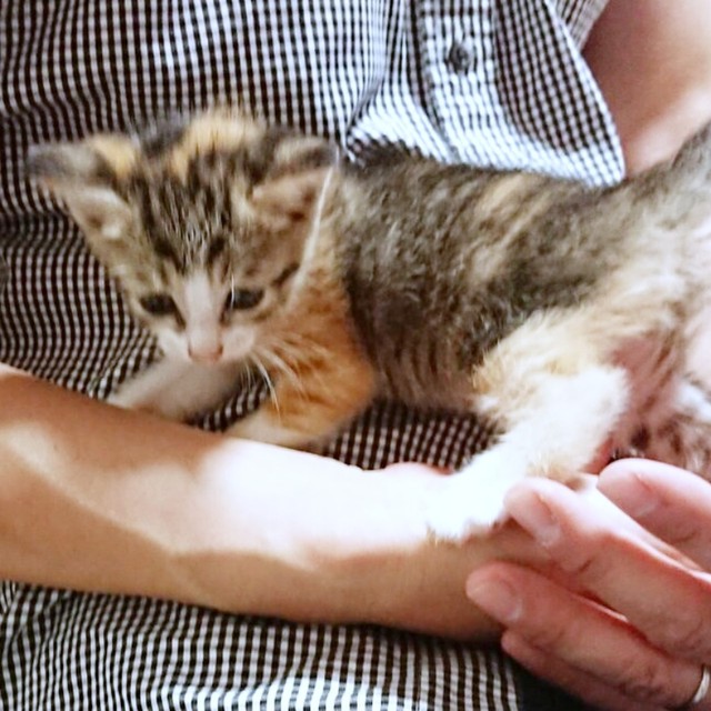 お迎え前、すくすくと成長するあめちゃん（画像提供：しまみけさん）