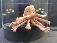 （魚津水族館提供）