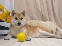 「遊ぼうよ」と無言の圧＝柴犬ふう太（@fufufufufu_ta）さん提供