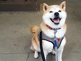 柴犬の「あじみ」　特技は、何でも味見してみること？