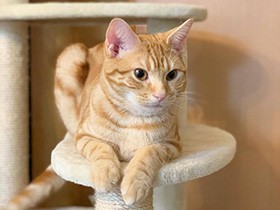 キャットタワーから高みの見物　アメショの「マーブル」　