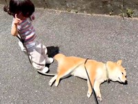 まったく起きないえだまめくん。娘さんは困ってしまいました（画像提供：豆柴えだまめくん）