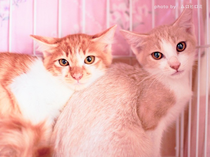 美猫兄弟。こちらも家族を募集中です。カメラを見つめる目がとてもきれい