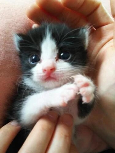 家にきたころの「大福」