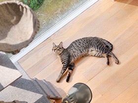 子猫３匹を迎える　“猫社会”が生まれ、困った嚙み癖も解消！