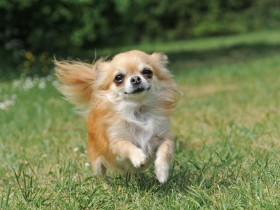 動物の法律を知ってみませんか　社会を動かすため大切なこととは