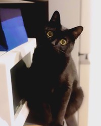 首を傾げるところが可愛い＝nkknrkさん提供