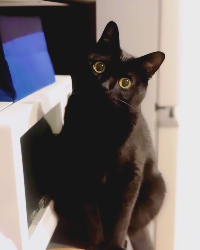 首を傾げるところが可愛い＝nkknrkさん提供