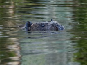 人間以上に巧みなダムづくり　気候変動と闘うチェコの「野生の施工業者」ビーバー