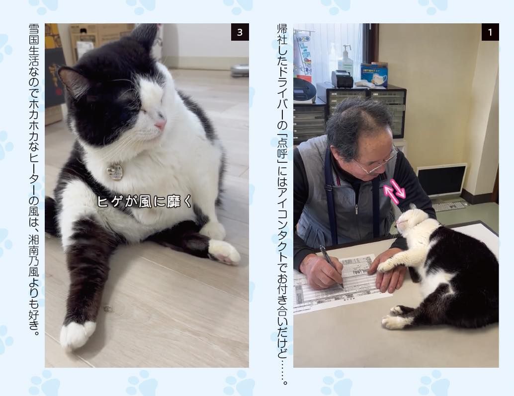 運送会社の広報部長は“にゃんフルエンサー” 保護猫「ふく」 右前足を