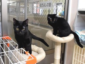 保護猫が安心して暮らせる環境を作りたい　猫舎の増改築を目指し、動臨研が支援募る