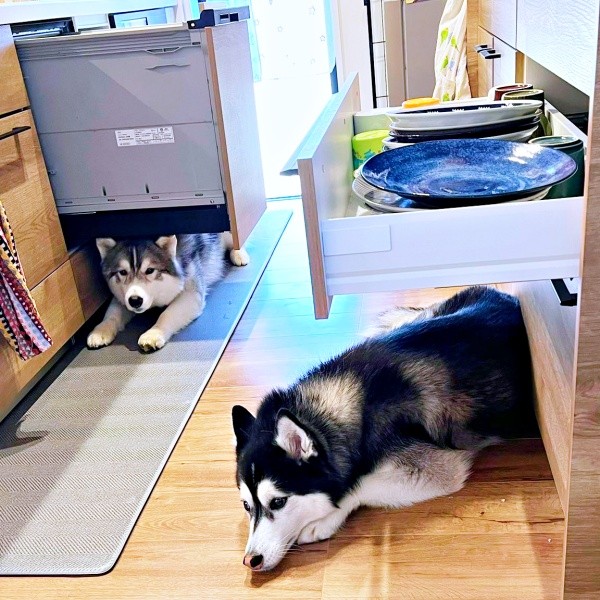 なぜそんなところに！？ 食洗機の下にレオくん（左）、食器棚の下にはルーナちゃん（右）（画像提供：ルーナ レオさん）