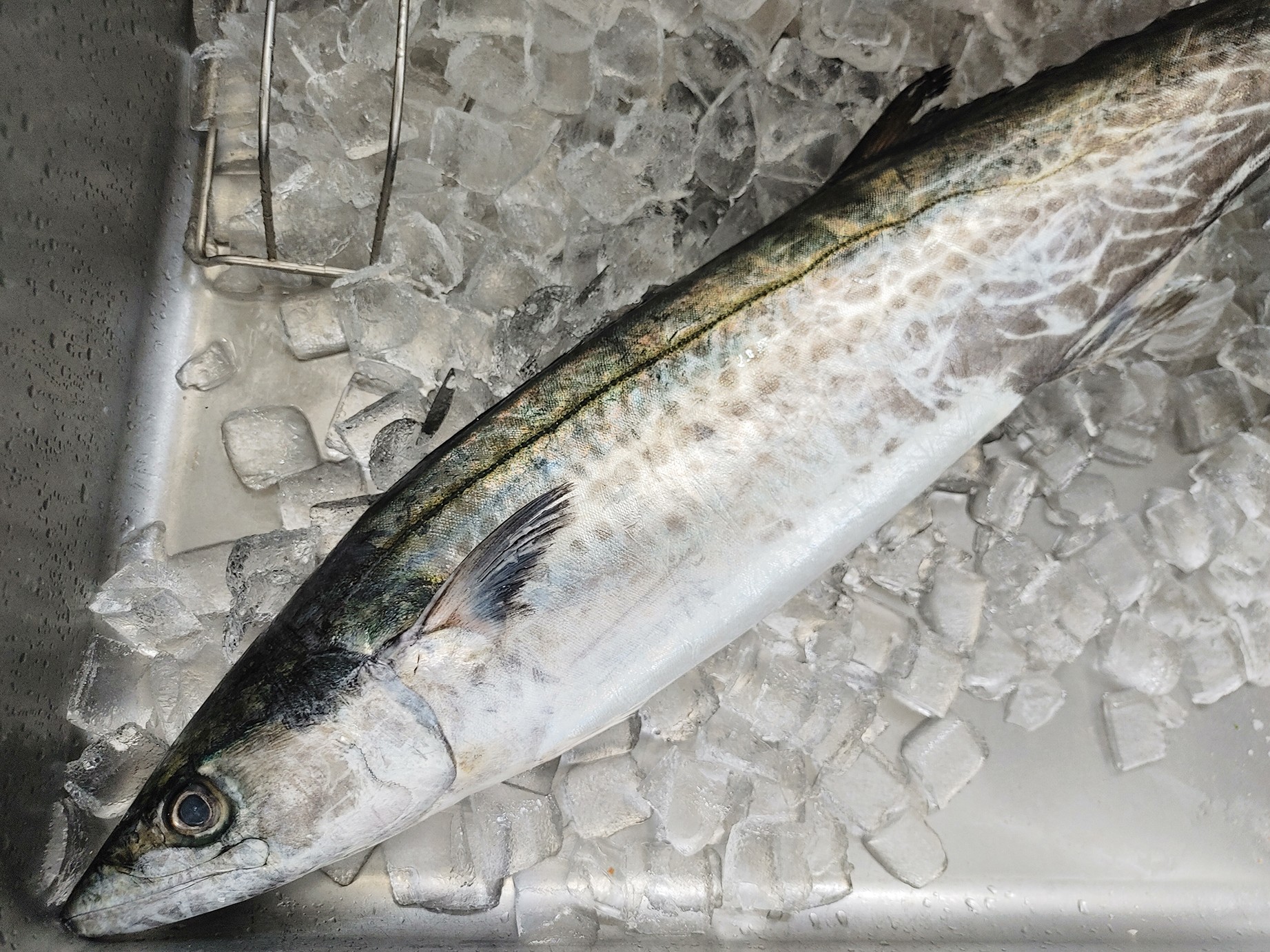魚やめたんでうります