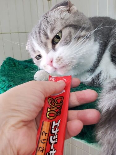 エナジーちゅーるをぺろり。環境が変わっても好物を食べてくれれば安心ですね。どんな時でも食べられるのがいちばんのサバイバル法（災害時でもきっと）