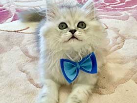 特技は早食い！　ふわふわミヌエットの「マリン」は食いしん坊