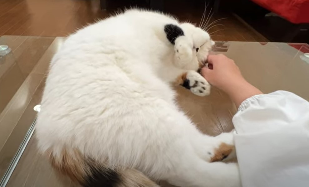 fd6c7c3a5125404968e5e48f3d5a44