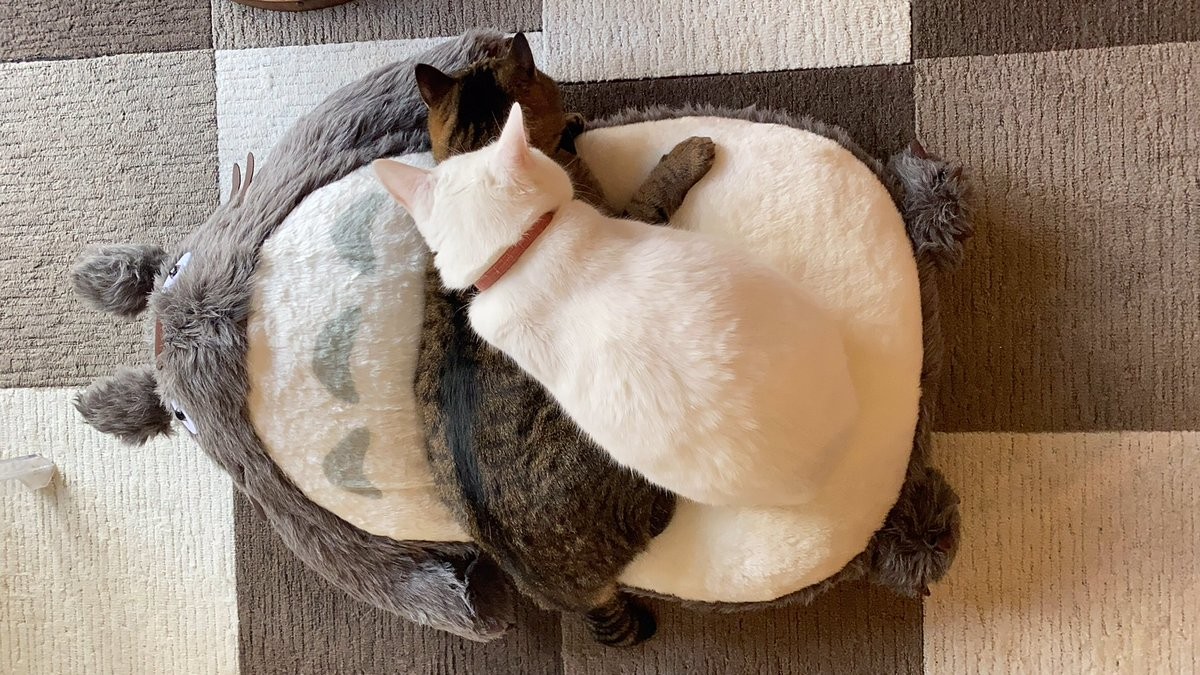 363a24a18c7c2f4f633e6f14b8bc38