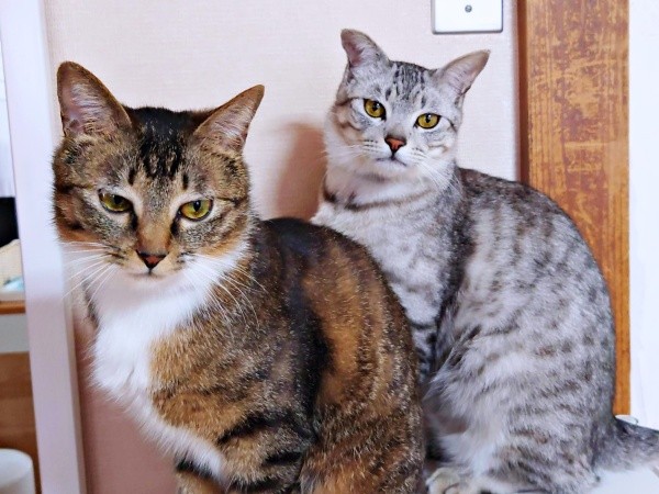 先住猫・しじみちゃん（右）と距離を縮めていったみとんちゃん（左）（画像提供：しじみとんさん）