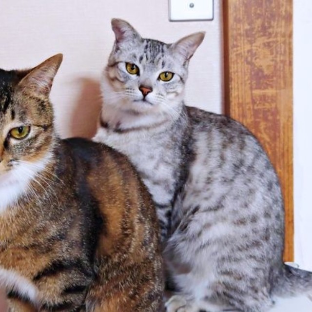 先住猫・しじみちゃん（右）と距離を縮めていったみとんちゃん（左）（画像提供：しじみとんさん）