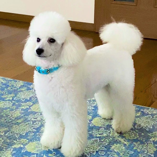 まるでショードッグのような美しい立ち姿！（飼い主さん提供）